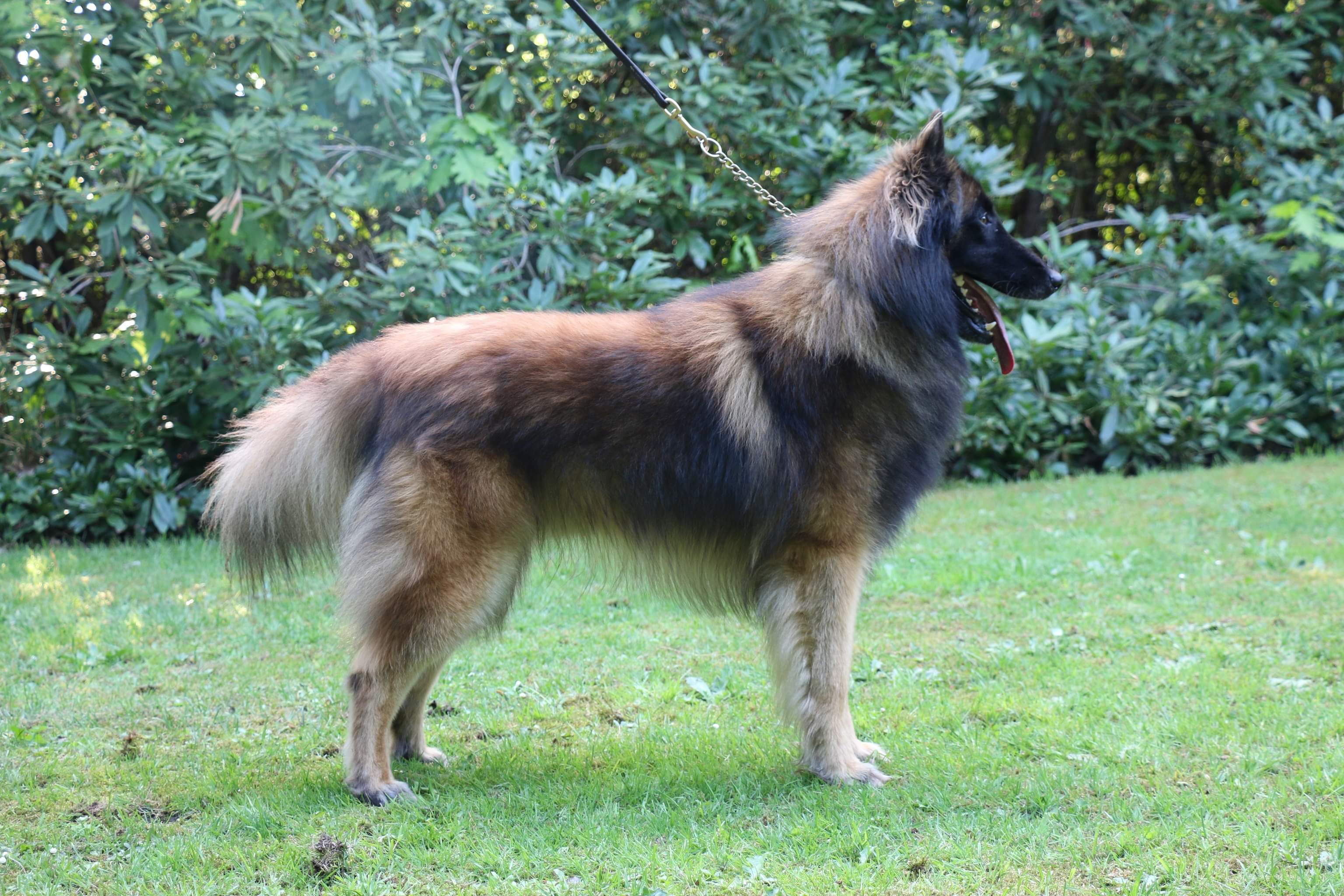 Kennel Belgian Shepherd:  Malinois -Tervueren - Groenendaeler